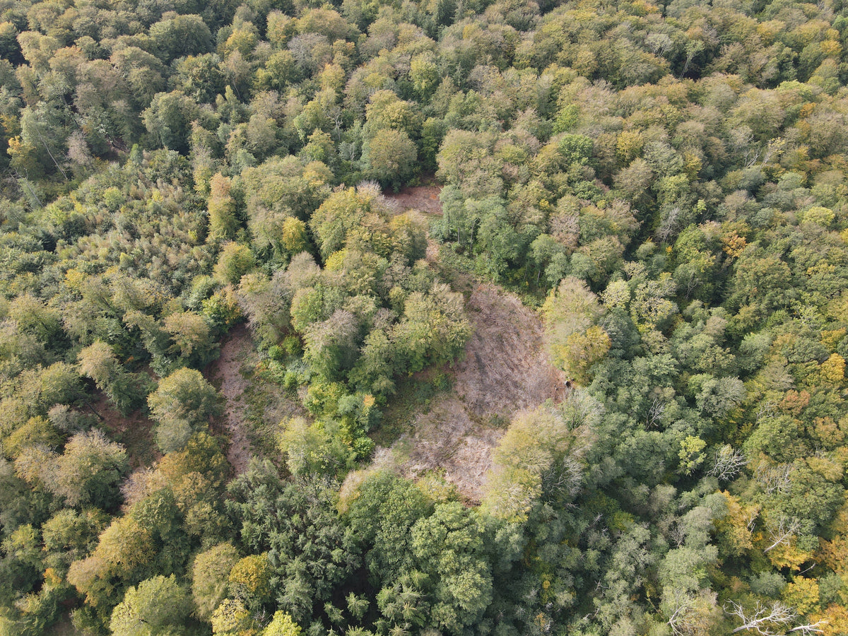 🌳 Bosgebied & Biodiversiteit